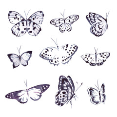 Butterfly, insects, watercolor illustration 