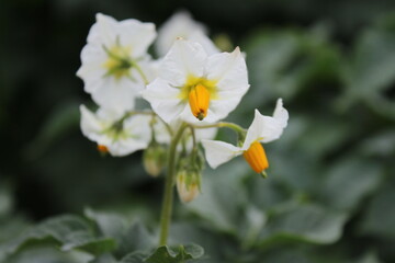 Der Kartoffelbaum blüht. Schöner Blütenstand. Weiße Blütenblätter. Gelbes Staubblatt....