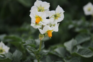 Der Kartoffelbaum blüht. Schöner Blütenstand. Weiße Blütenblätter. Gelbes Staubblatt....