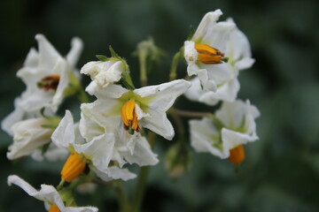Obraz premium Der Kartoffelbaum blüht. Schöner Blütenstand. Weiße Blütenblätter. Gelbes Staubblatt. Nahaufnahme der landwirtschaftlichen Anlage. Kartoffel mit üppigen Blättern. Grün im Hintergrund. Tageslichtfoto. 