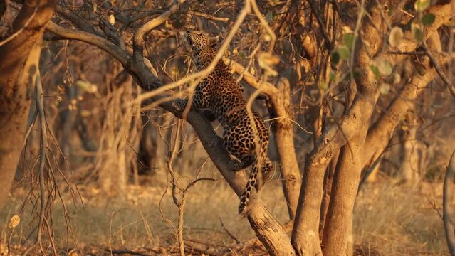 Slow motion clip of leopard climbing a tree, hunting squirrels in golden light, in Khwai, Botswana.