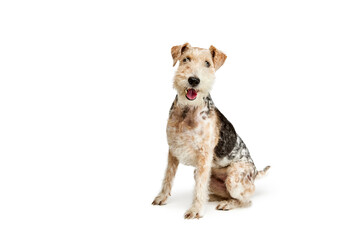 Studio shot of cute purebred Fox terrier dog posing isolated over white background. Calmly sitting and smiling at camera - obrazy, fototapety, plakaty