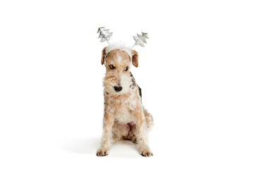 Studio shot of beautiful purebred Fox terrier dog posing in winterholiday head decorations isolated over white background.