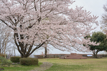 Obraz premium Beautiful cherry blossoms blooming at the observatory of Isehara Sports Park