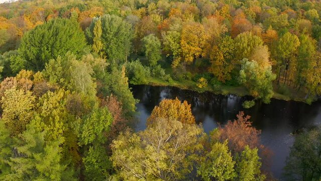 View from the top of trees of different types with very beautiful colors of yellow shades. Flying back on a copter through a park with a pond and yellowing trees in autumn.