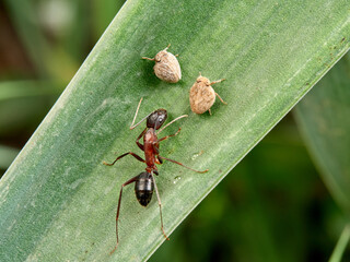 Issid Planthoppers insect. Family Issidae.      