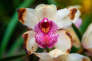 Closeup of a pink boat orchid with leaves blurred in the background