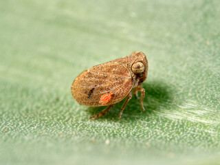 Issid Planthoppers insect. Family Issidae.      