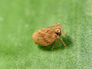 Issid Planthoppers insect. Family Issidae.      