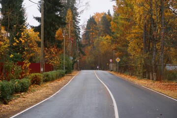 road in autumn forest