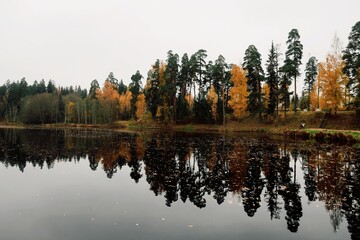 Obraz premium autumn in the forest