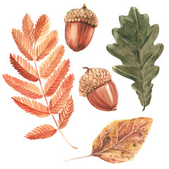 Acorns and rowan leaves, oak leaf on a white background. Watercolor illustration. Isolate. © Tatyana