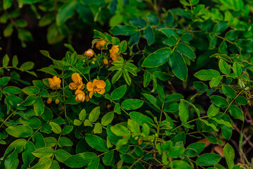 Fototapeta premium orange flowers in the garden