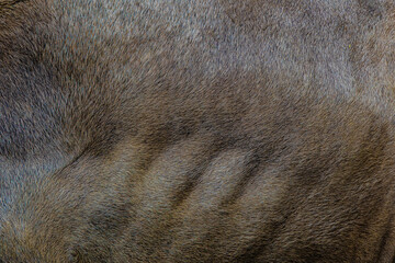 close up of a skin of a fur tree