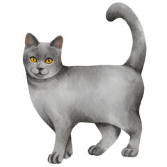 Watercolor cat