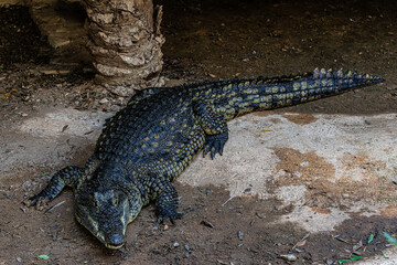 
portrait alligator on the ground