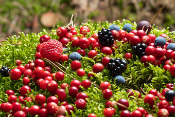 Berries fresh assorted mix overhead arrangement close up in studio on dark background.