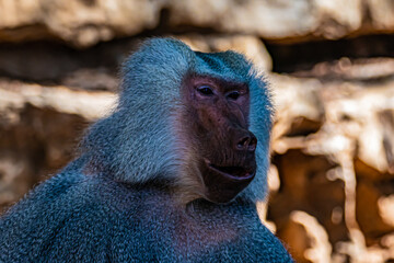 close up of a baboon