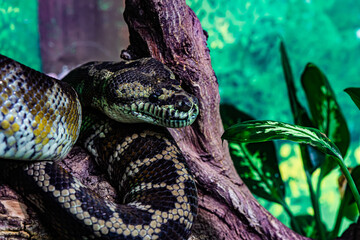 snake green python on a tree