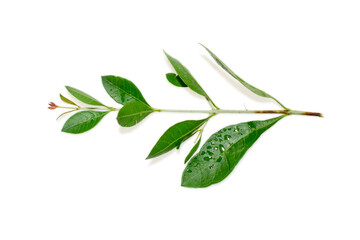 Henna ( Lawsonia inermis ) leaves and flower, Indian Medicinal herbs isolated on white background