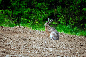 Mieszkańcem  naszych pól jest coraz rzadszy zajć szarak Zając szarak (Lepus) w wiosennej scenerii pól © JDziedzic