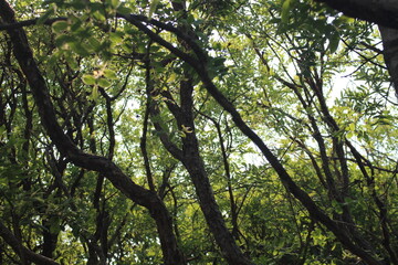 cerrado forest in brazil
