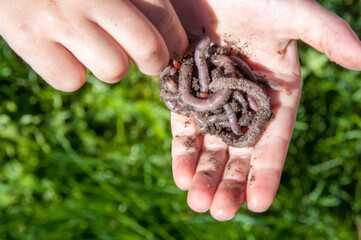 Earthworms in hand