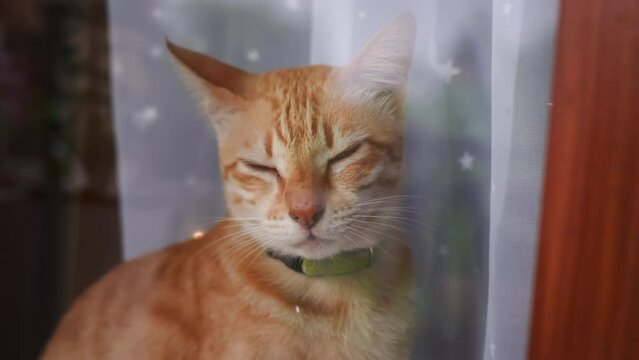 A cute red-haired green-eyed domestic cat in a collar sits on the window and looks through the glass into the camera and blinks her eyes. Cute cozy frame with a pet on the background of a curtain.