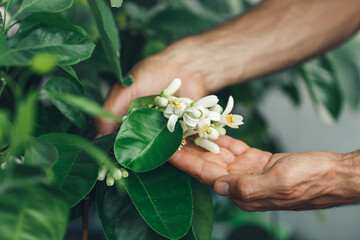 Male hands hold white lemon flowers. Indoor citrus growing.