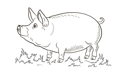A pet, a pig. Black and white image. Coloring book for children. Vector drawing.