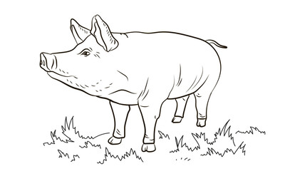 A pet, a pig. Black and white image. Coloring book for children. Vector drawing.