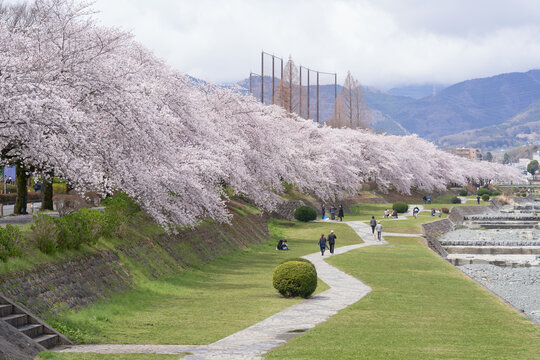 Beautiful row of cherry blossom trees in Mizunashi River Park in Hadano City