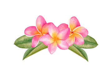 Compositions from plumeria flowers and leaves. Watercolor  hand painted tropical flowers isolated on white background. Frangipani. © Эльнара