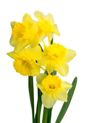 Yellow Daffodil flowers  isolated on White Background