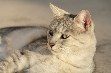 Head of cat in detail view with blurred background