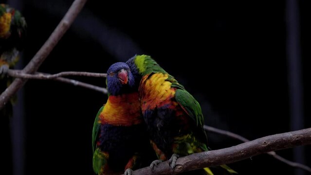 Portrait Of Rainbow Lorikeet Couple Perched On Tree Branches. Slow Motion