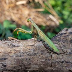 Mantis religiosa - Praying Mantis - Mante religieuse