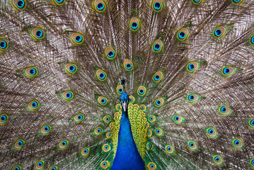 Obraz premium Portrait of beautiful peacock with feathers out