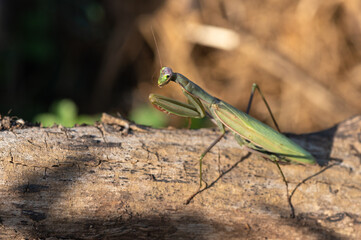 Mantis religiosa - Praying Mantis - Mante religieuse