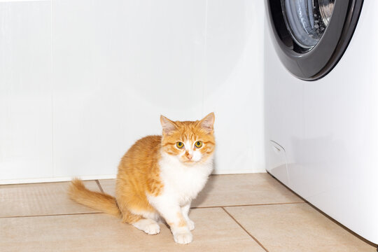 Red kitten sits in the laundry near the washing machine. House cleaning and laundry.