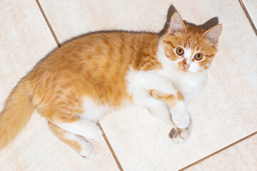 A red kitten lies on a tile and looks up. Cute playful pets.