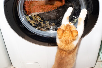 The ginger kitten plays with the drum of the washing machine, which spins while washing clothes....