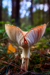 fly agaric