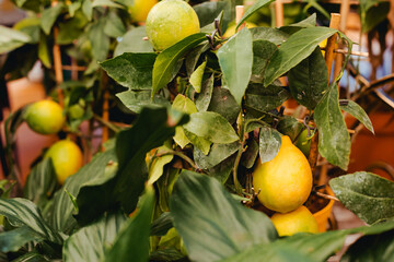 Close up on ripening yellow lemons on an ornamental potted citrus tree