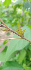 caterpillar on a leaf