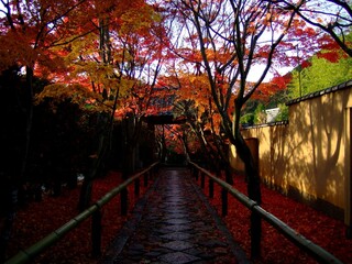 京都　紅葉が鮮やかな光悦寺参道