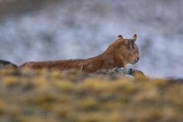 Puma walking in mountain environment, Torres del Paine National Park, Patagonia, Chile.