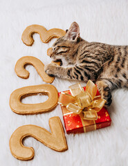 a kitten tries the strength of the figures of the new year 2023 with a gift box in his paws