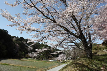 山里の丘陵地の桜　