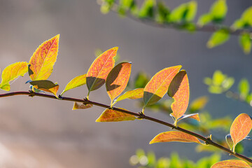 Red purple leaf plum leaves in autumn